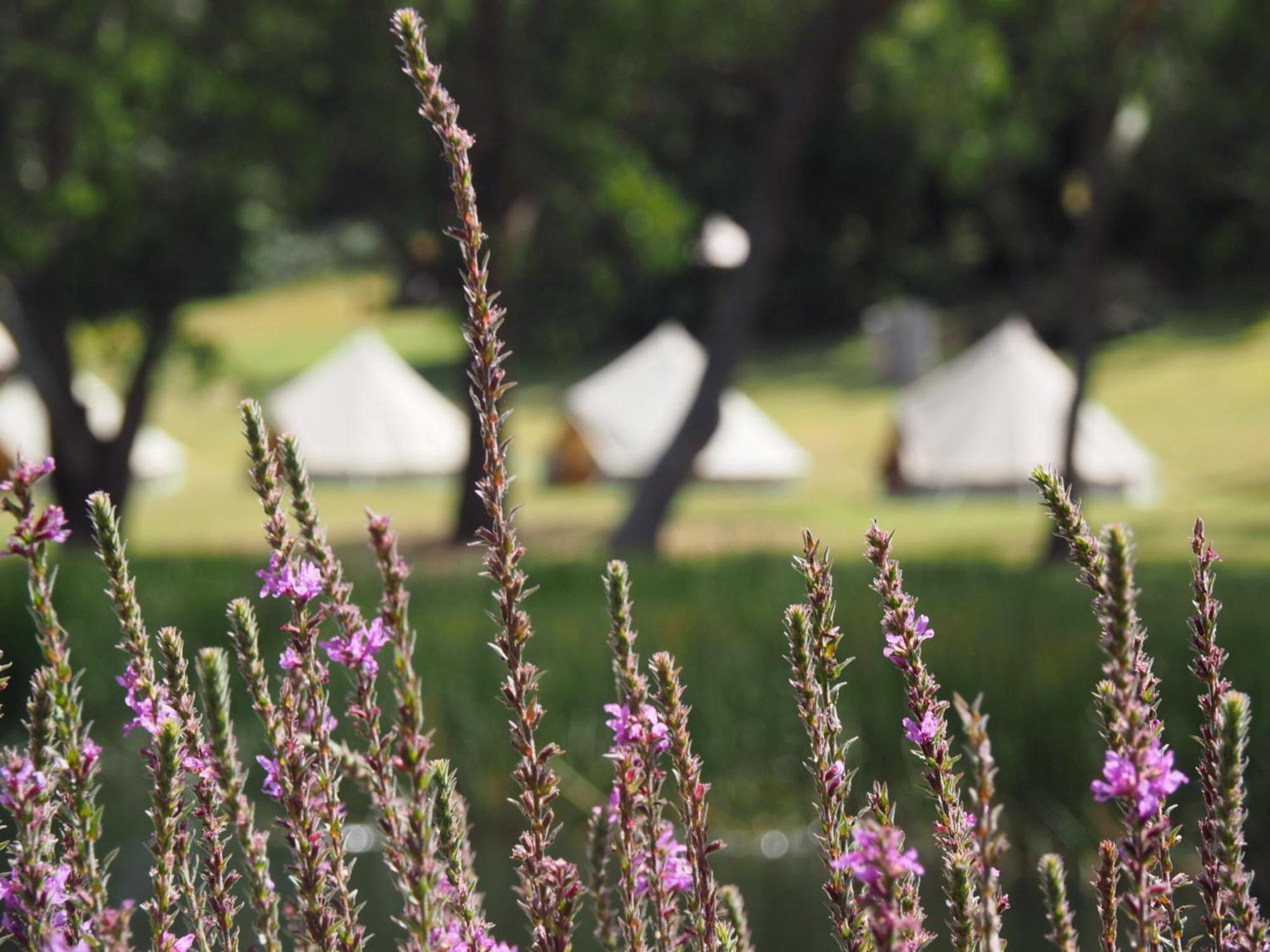Iluka Retreat Glamping Village 红山南 外观 照片